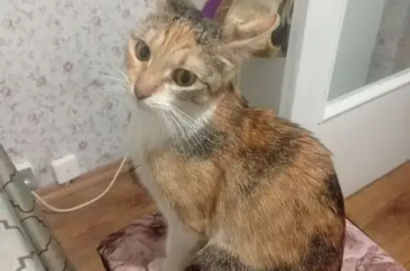 Найдена кошка, Королёв, фото: Кошка найдена на Коммунальной ул., 41