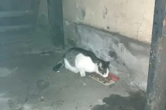 Найдена кошка, Санкт-Петербург, фото: Кошка найдена: Обводного канала, 109