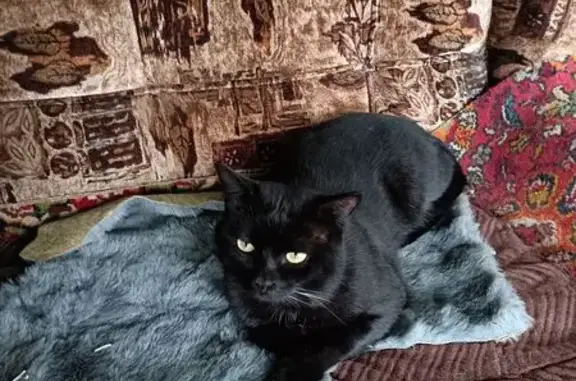 Пропала черная кошка, Модельная ул., Казань