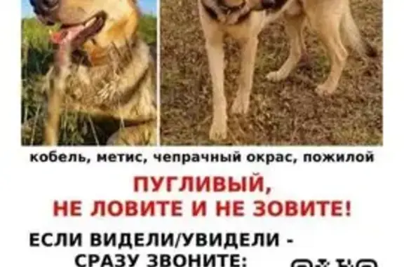 Пропала собака, 63 Ангелово