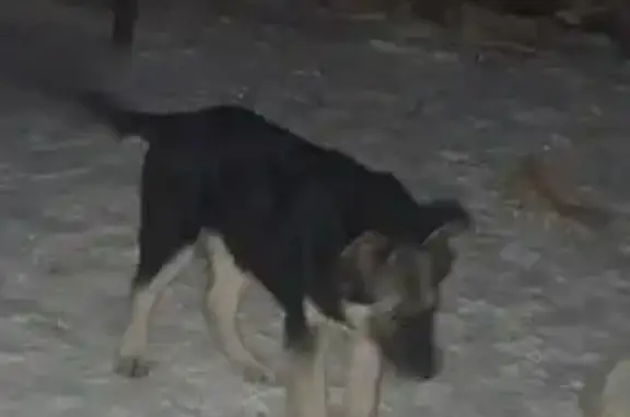 Найдена собака, Чита, фото: Щенок найден на Ленинградской ул., Чита