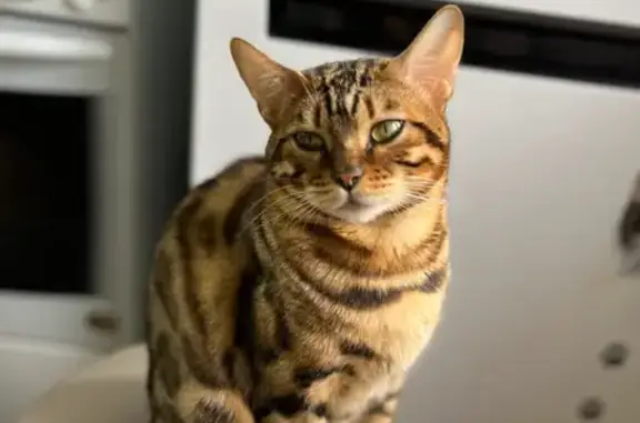 Пропала кошка, Циолковского 32/2, Липецк