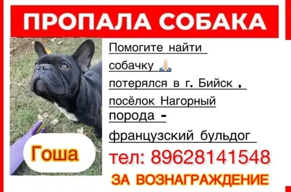 Собаки потеряшки, Бийск, фото: Потеряшка собака в Бийске, Алтайский край