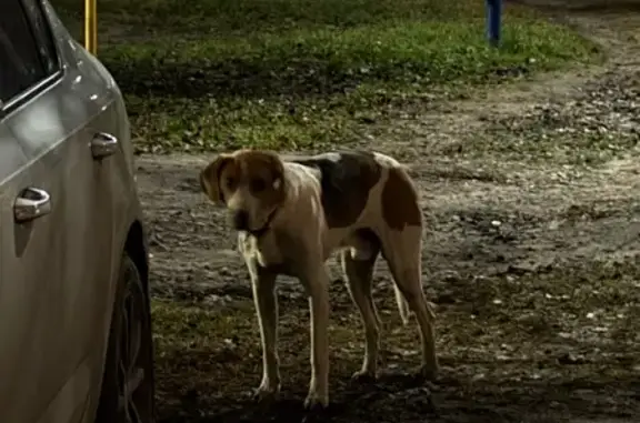 Найдена собака, Сельцо, фото: Собака найдена на ул. Кирова, Сельцо