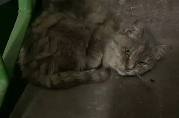 Найдена кошка, Липецк, фото: Найдена кошка, Бескрайняя ул. 45, Липецк