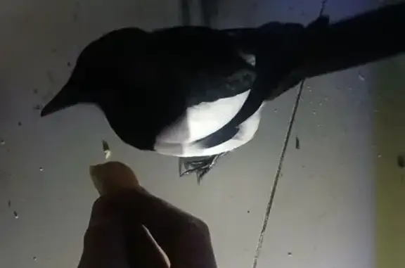 Сорока на балконе, Чистая ул.,...