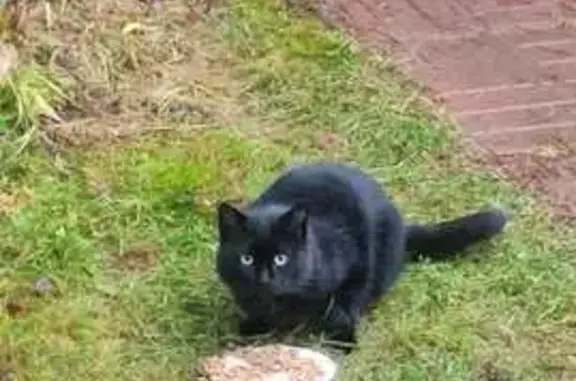 Найдена кошка, Московская область, фото: Кошка найдена, МО, Черный, не подпускает