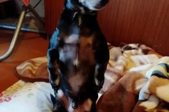 Найдена собака, Волжский, фото: Найдена собака: Карбышева и 40 лет Победы