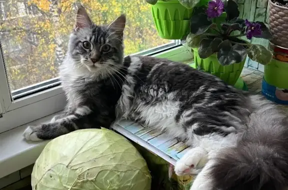 Пропала кошка, Рижская ул., 3, Шаховская