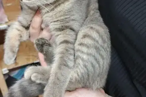 Найдена кошка, Засечное, фото: Кошка найдена: Заречная ул., 30, Засечное
