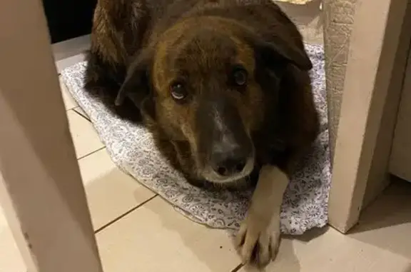 Найдена собака, Санкт-Петербург, фото: Собака Дина ждёт хозяина на Смолячкова, СПб