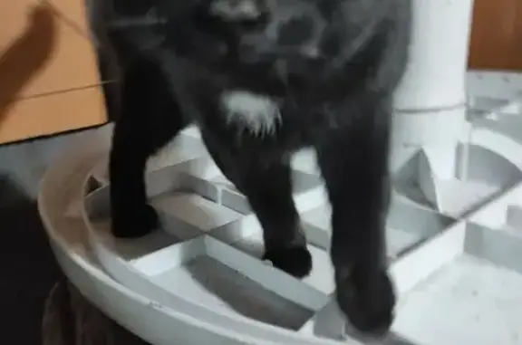 Найдена кошка, , фото: Найдена кошка, Камская ул., Караганда