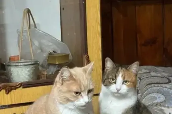 Пропала кошка на ул. Энтузиастов, Чернянка