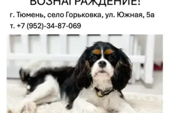 Пропала собака, Горьковка, Тюм. обл.