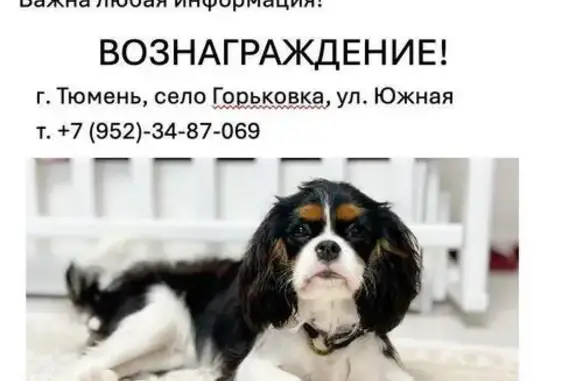 Пропала собака, Горьковка, Тюменская обл.