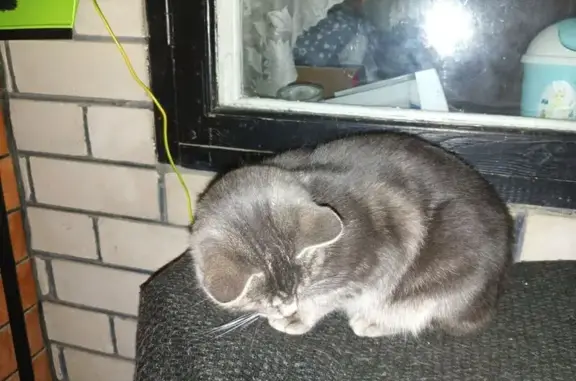 Найдена кошка, Славянское, фото: Кошка найдена: Проточная ул., Славянское