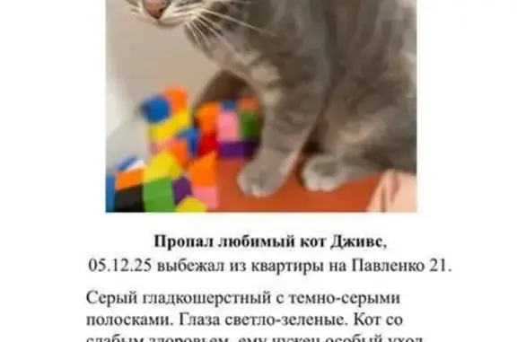 Пропала кошка, ул. Павленко 21, Ростов-на-Дону