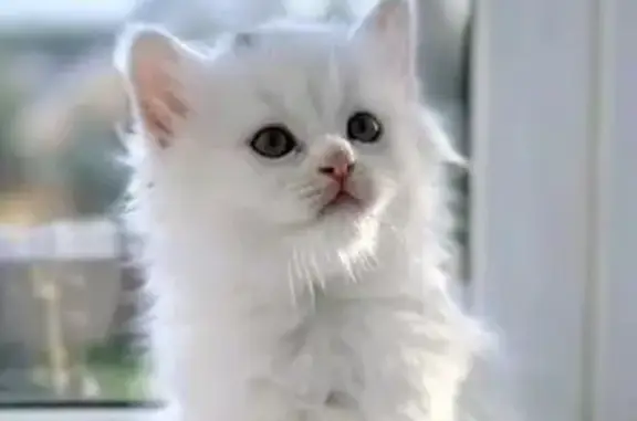 Пропал белый котёнок у Магнита, ул. Новосёлов