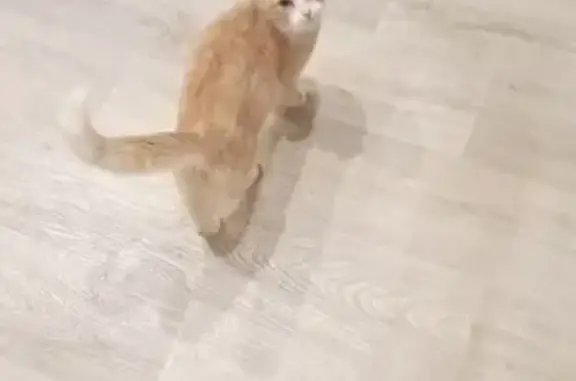 Найдена кошка, Семеновское, фото: Кошка найдена на дереве, Семёновское МО