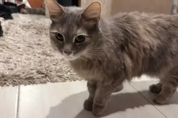 Найдена кошка, Казань, фото: Кошка найдена: ул. Заря, 17, Казань