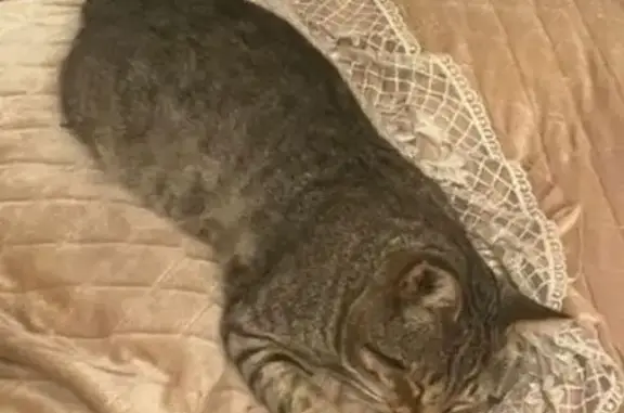 Пропала кошка, Новый Кяхулай, Дагестан