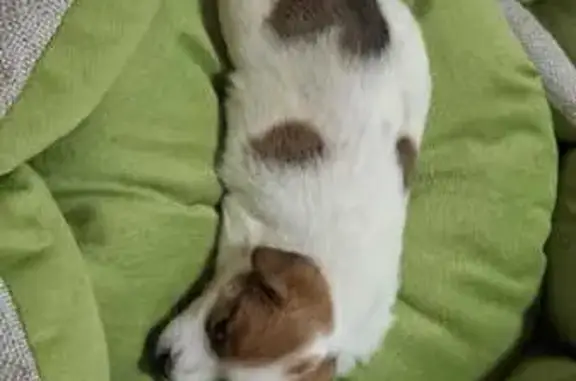 Собаки потеряшки, Тобольск, фото: Потеряшка собака, ул. Ремезова, Тобольск