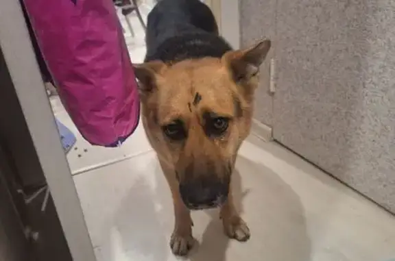 Найдена собака, Рязань, фото: Найдена собака, ул. Островского 21/1, Рязань