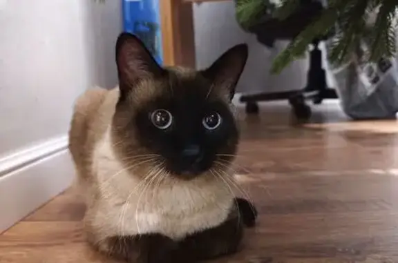 Найдена кошка, Красноярск, фото: Кошка найдена на ул. Мирошниченко, Крск