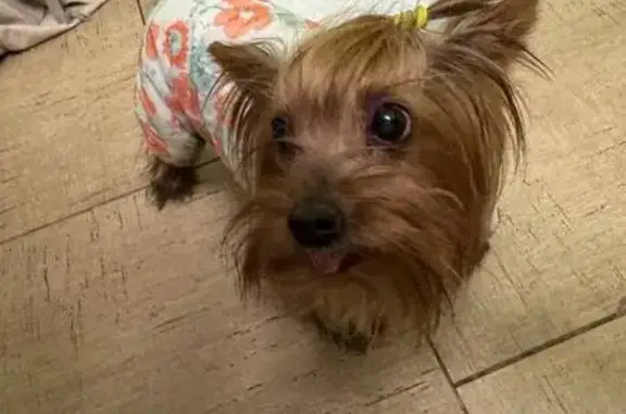 Найдена собака, Балашиха, фото: Йорк найден в Балашихе, Новая ул.