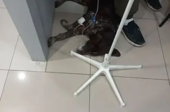 Найдена собака, Ставрополь, фото: Собака найдена в мешке: ул. Гофицкого, 78