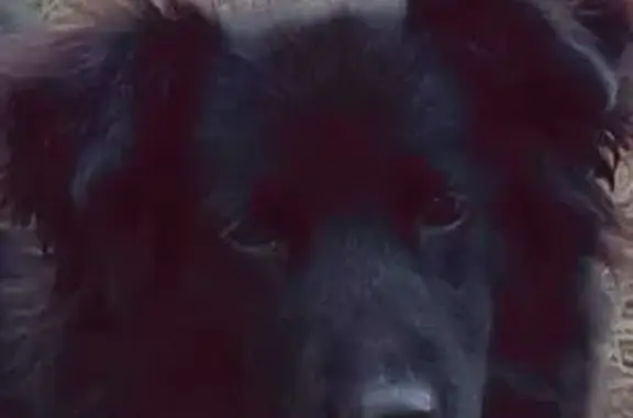 Пропала черная собака, Владимирская обл.