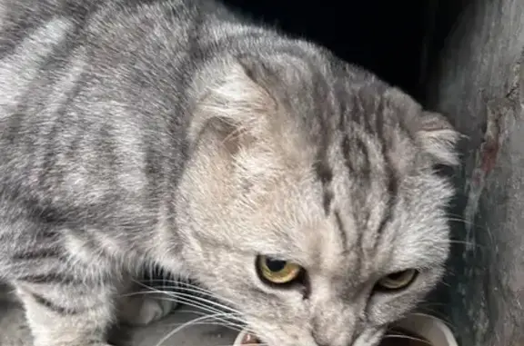 Найдена кошка, Уфа, фото: Кошка найдена в Уфе, Башкортостан