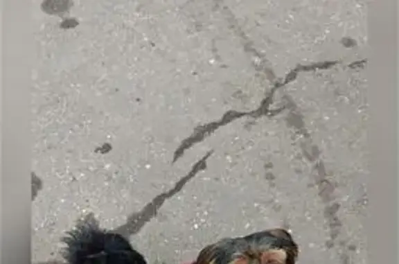 Найдена собака, Москва, фото: Найдена собака, Литовский бульвар 3