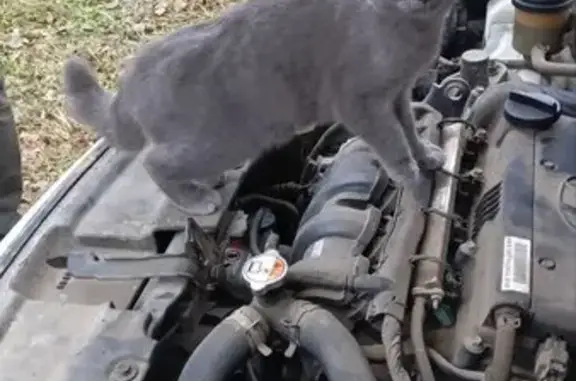 Найдена кошка, Йошкар-Ола, фото: Серая кошка найдена на Чехова, 47А