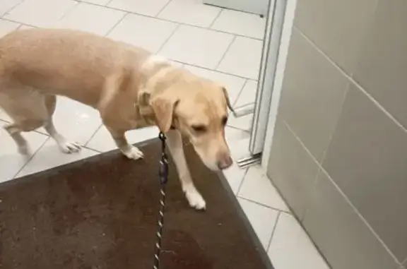 Найдена собака, Лангепас, фото: Собака найдена: ул. Ленина, 13, Лангепас