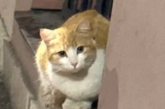 Кошка найдена: Адмиралтейский канал