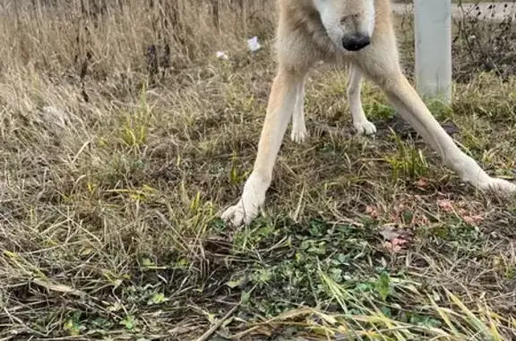 Найдена собака, село Маклино, фото: Собака найдена в Малоярославце, ул. Дорожная