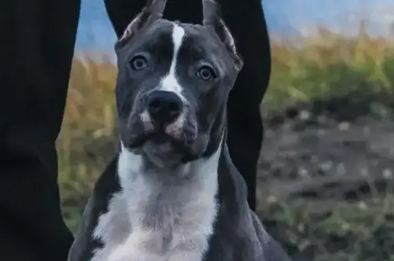 Пропала собака, Первомайская ул., Ступино