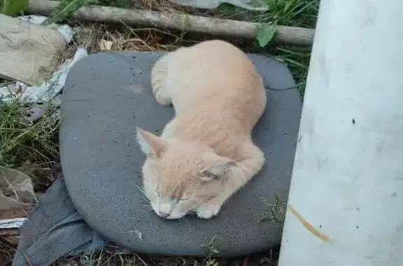 Пропал кот, ул. Юных Пионеров, 76, Кострома