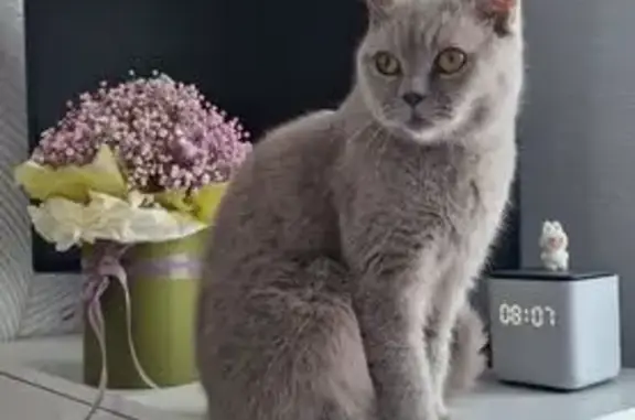 Пропала серая кошка, Молодёжная 62