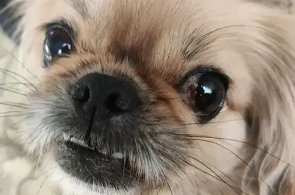 Пропала собака на Красноармейской, 63