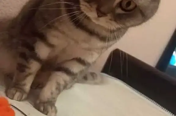 Кошки потеряшки, Тямшанская волость, фото: Потеряшка кошка, Тямшанская волость