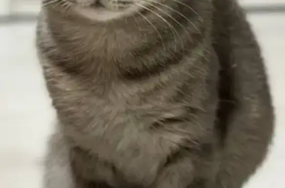 Пропал серый кот, Нагорная 4, Оренбург