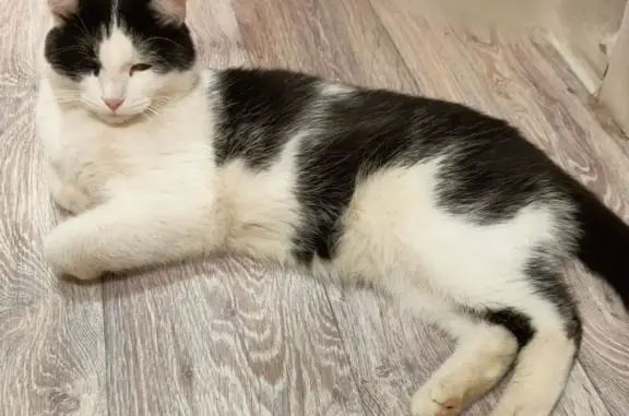 Кошки потеряшки, Вологда, фото: Потеряшка кошка, Залинейная ул., Вологда