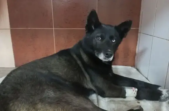 Найдена собака, Нурминское, фото: Найдена собака, Полевая ул., Нурминское