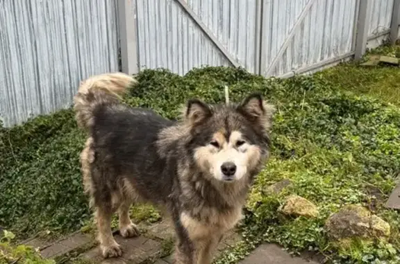 Найдена собака, Павлово, фото: Собака найдена, Исподняя ул. 2В, Павлово