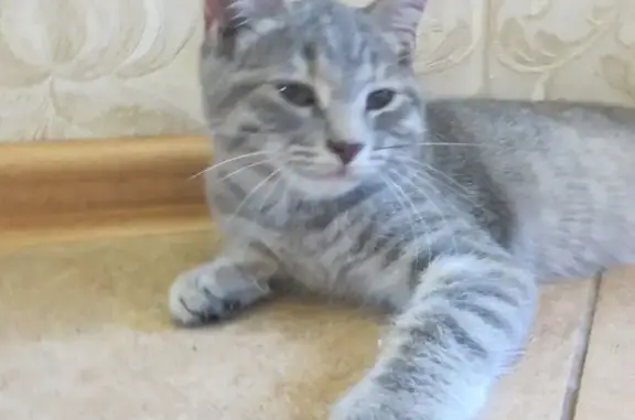 Кошки потеряшки, Ставрополь, фото: Потеряшка кошка, Октябрьская 263, Ставрополь