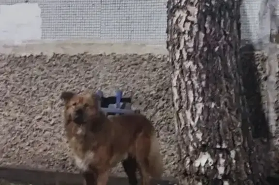 Найдена собака, Самара, фото: Собака найдена: Партизанская 226, Самара