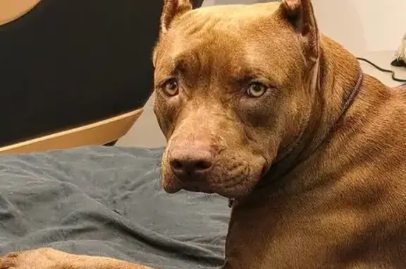 Пропала собака, Победа, Ленобласть