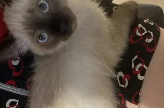 Пропала кошка, ул. Бурова-Петрова 95, Курган